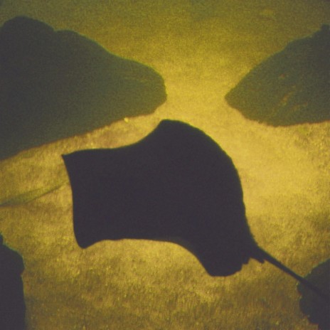 Gut Polarity ft. Uncalled Guy cover art