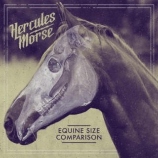Equine Size Comparison