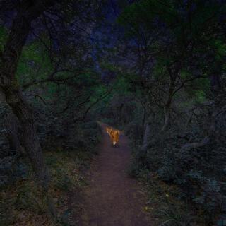 THE WOODS cover art