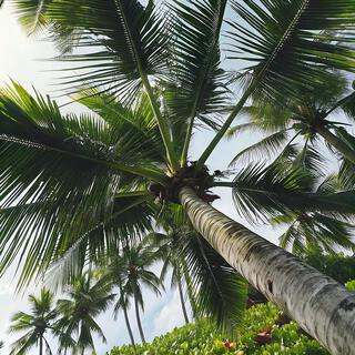 Tropical Memories