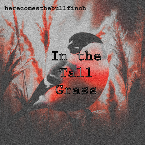 In The Tall Grass