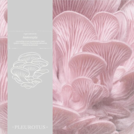 pleurotus