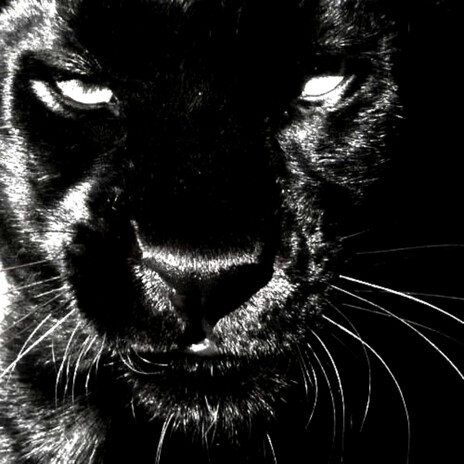 FEROCITY (Slowed) cover art