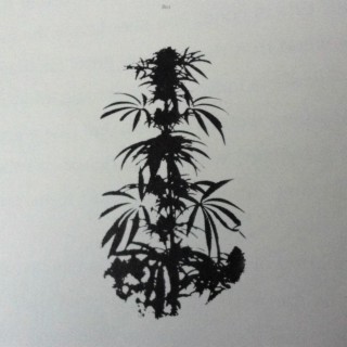 The Leaves Orient Themselves Facing the Sun as it Moves Westward cover art