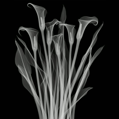 Bouquet de fleurs ft. Mäze Phantom