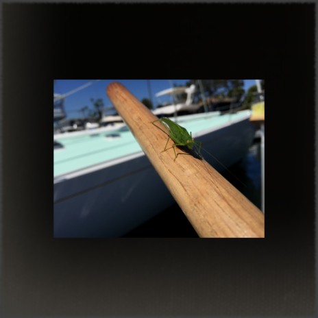 Fresh Mint Leaves cover art