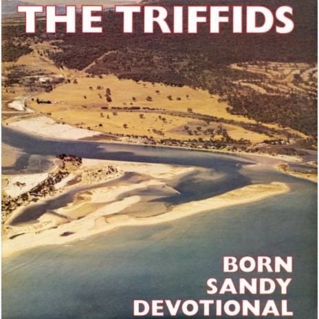 The Seabirds