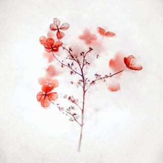 Air cover art