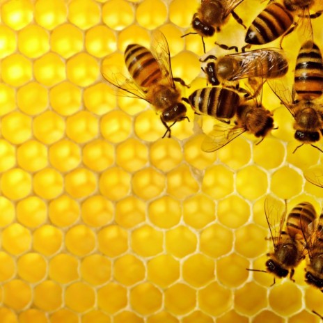 Honeypack ft. Mac cover art