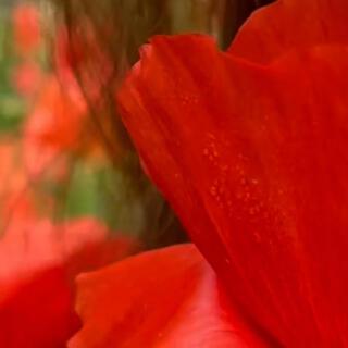 In a Rose cover art
