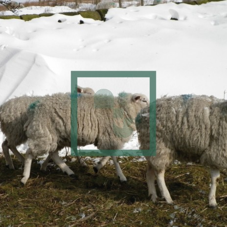 Music For Sheep, Pt. IV ft. Nacht Plank cover art