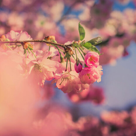 Peach Gravity