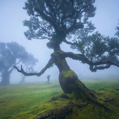 Tree Tune