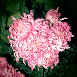 Pétasse cover art