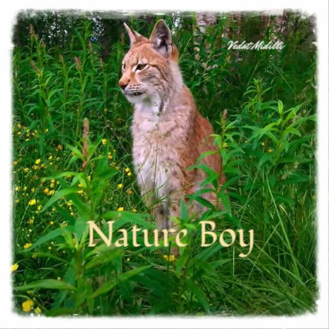 Nature Boy cover art
