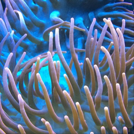 Nautilus cover art