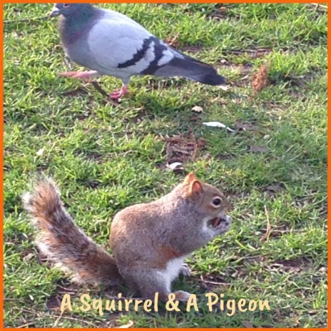 A Squirrel & A Pigeon cover art