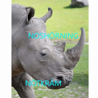 Nötkräm