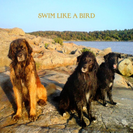 Swim Like a Bird cover art