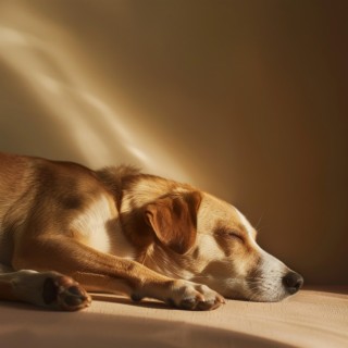 Vibraciones Suaves De Perro: Música Relajante Para Perros Tranquilos