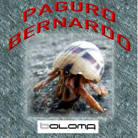 Paguro Bernardo