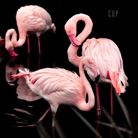 Cup (Slowed + Reverb) ft. H.cutus & La Rey cover art