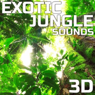Nature Sounds Discovery
