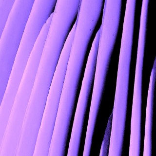 areolate cover art