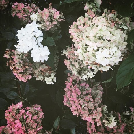 A Field of Flowers