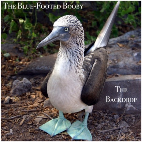 The Blue-Footed Booby cover art