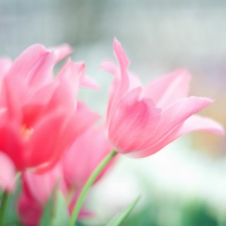 Fragrance of Love cover art