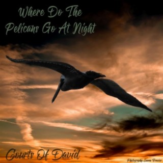 Where Do the Pelicans Go at Night