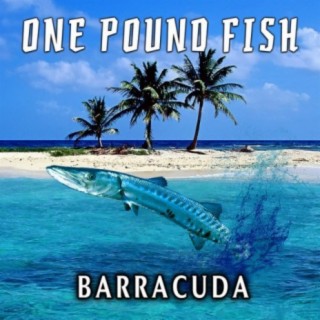 Barracuda
