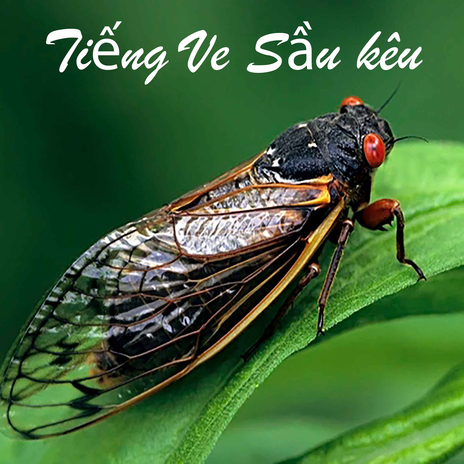 Tiếng Ve Sầu kêu cover art