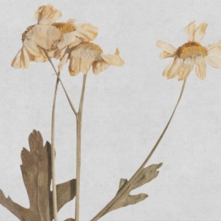 One Of My Plants Died cover art