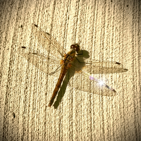 Dancer