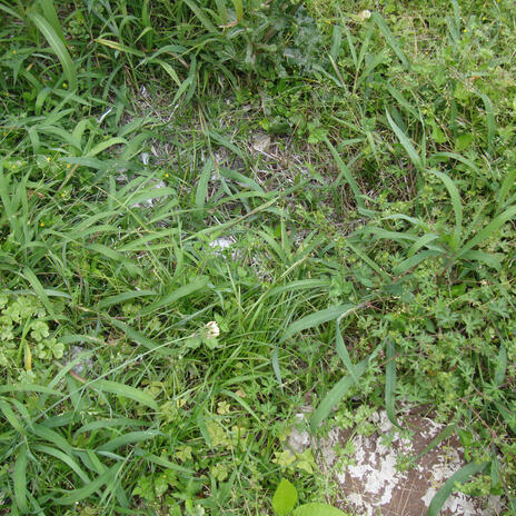 Poo Piles ft. NewOrleansOwn D. Strong cover art