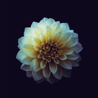 Release cover art