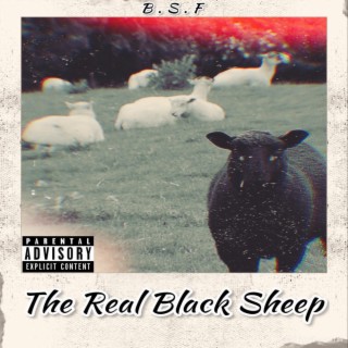 The Real Black Sheep