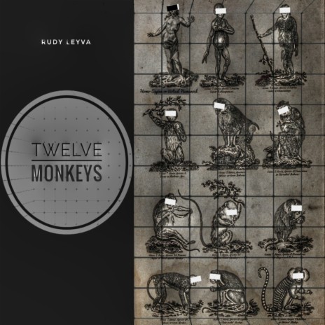 Barbary Monkey