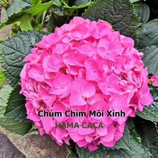 Chúm Chím Môi Xinh cover art