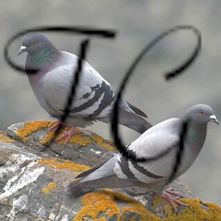 Painted Birds