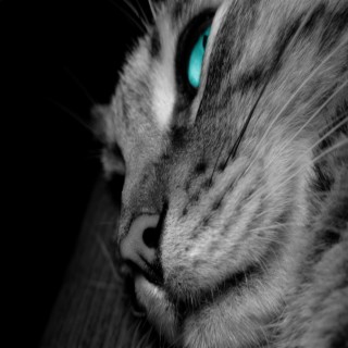 Stray Cat cover art