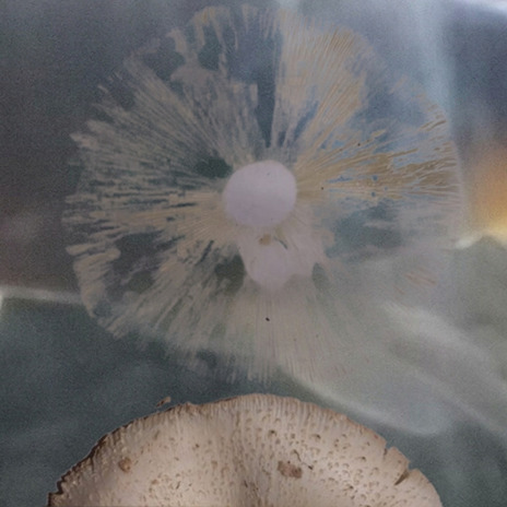 IV cover art