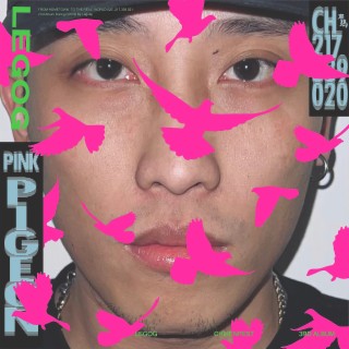 PINK PIGEON