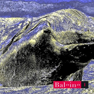 Baleine