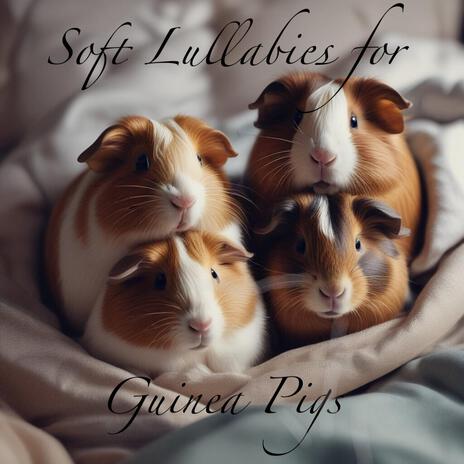 Dreamy Guinea Pigs