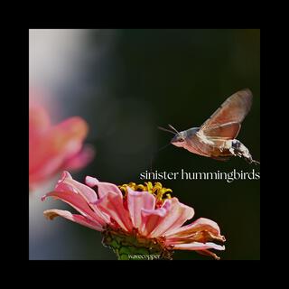 Sinister Hummingbirds