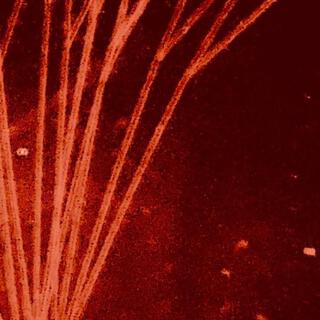Absolution cover art