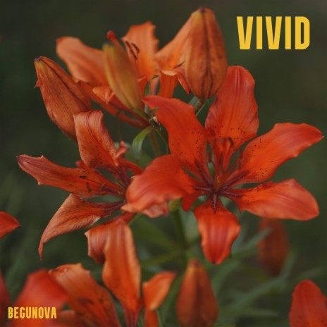 Vivid